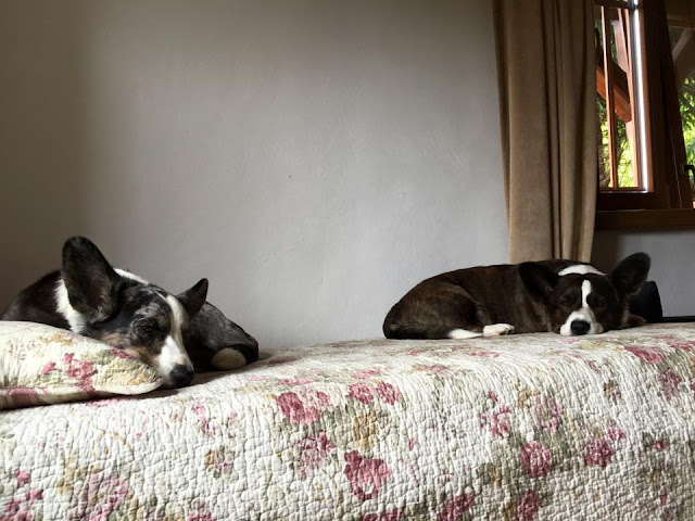 pies w górach pies w górach, psy w górach, na wakacje z psem, wakacje z psem, z psem na urlop, urlop z psem, podróże z psem, z psem w podróży, karkonosze, sudety, góry, pies w górach, górski pies, góry, urlop, pies, cardimania